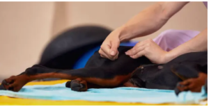 CaninePTandMe dog physical therapist