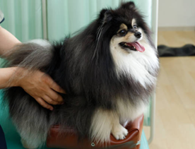 non-surgical therapy for dogs with hip dysplasia